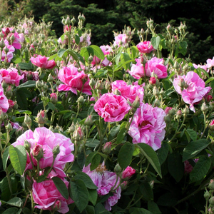 Mešanica roza - Galska vrtnica